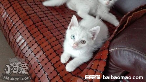 山东狮子猫幼猫一天吃多少粒猫粮