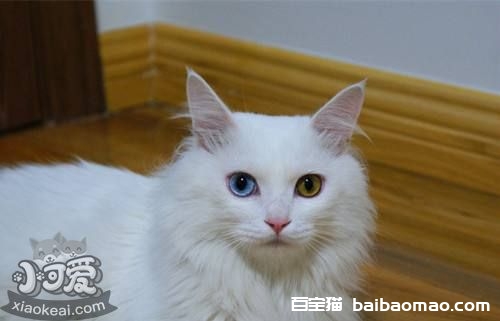 山东狮子猫吃什么好 饲喂猫咪不能太随意