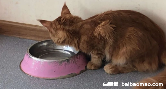 哪些食物猫咪误食会导致死亡