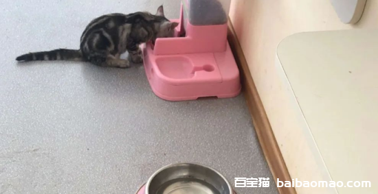 哪些食物猫咪误食会导致死亡