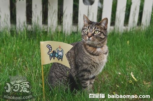 中国狸花猫多久洗一次澡 狸花猫洗澡手册