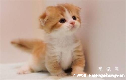 猫咪患日射病的原因及症状和治疗方法