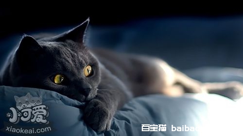 养俄罗斯蓝猫之前要准备什么 蓝猫饲养准备工作