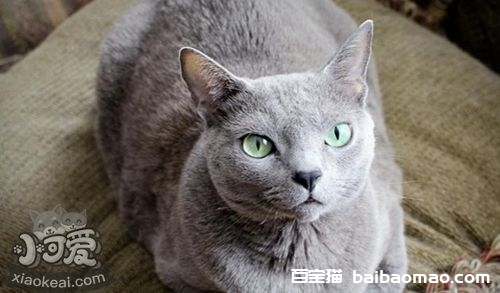 俄罗斯蓝猫怎么洗澡 蓝猫洗澡方法