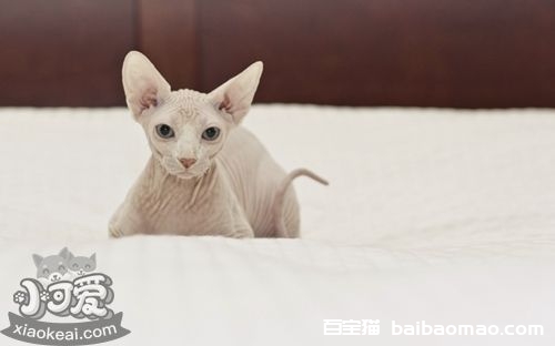 加拿大无毛猫性格怎么样 加拿大无毛猫性格介绍