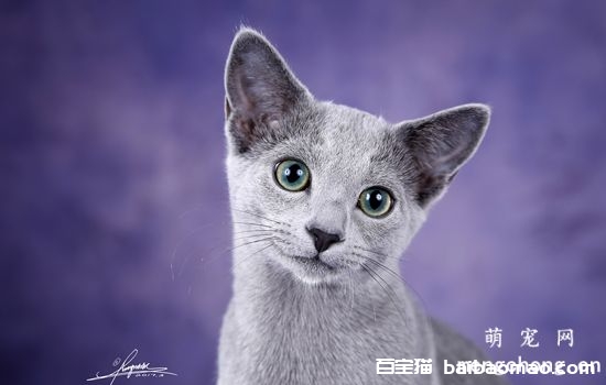 猫咪白血病的症状及治疗方法