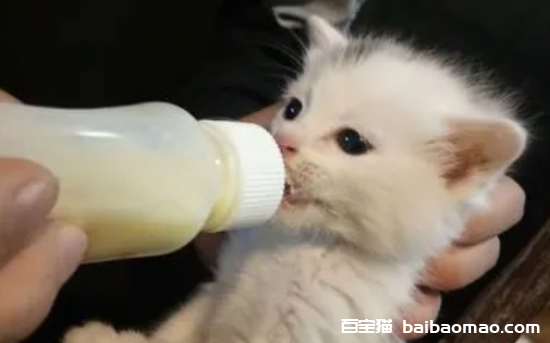 没断奶的小猫怎么养活