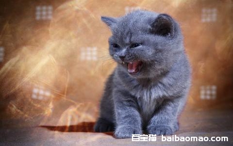 英国短毛猫好养吗 英短脾气好不好