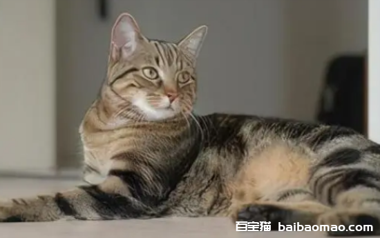 猫最长寿命能活多少年