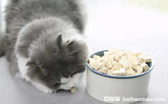 猫最喜欢吃什么