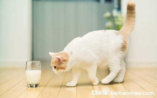 猫尾巴怎么洗 猫尾巴作用介绍