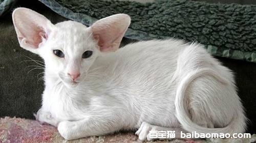 东方短毛猫好养吗 东方短毛猫饲养方法