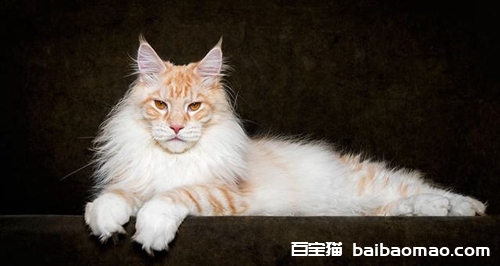 西伯利亚猫怎么洗澡 西伯利亚森林猫多久洗一次澡