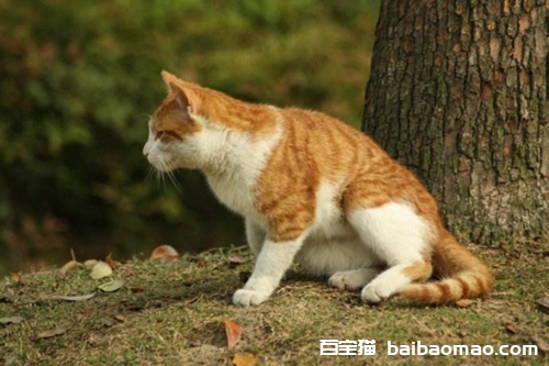 猫咪没精神怎么办 猫咪没有精神原因