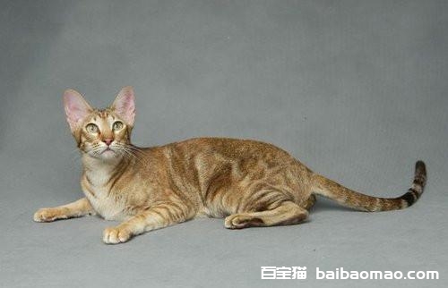 东方短毛猫怎么养 东方短毛猫饮食注意事项