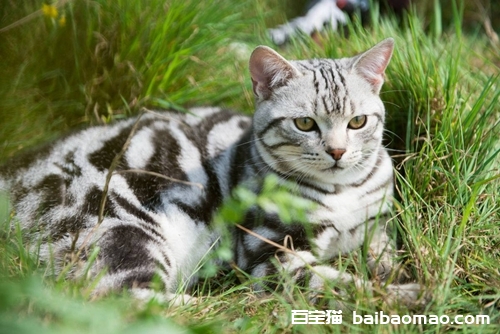 美国短毛猫多久洗一次澡 美短洗澡注意事项