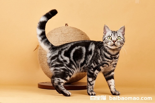 美国短毛猫怎么养 美短正确饲养方法