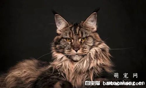 如何诊断和治疗猫咪脊椎外伤？