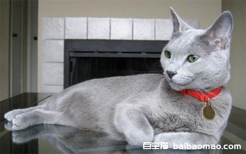 养科拉特猫之前要准备什么 猫咪饲养准备工作