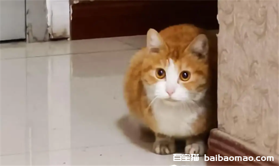 怕猫的女生是怎样的人