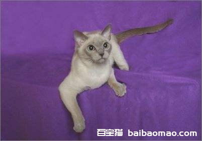 东奇尼猫怎么修毛 东奇尼猫修毛方法