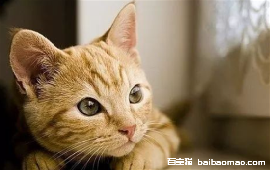 男人梦见猫是什么意思