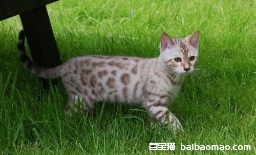 热带草原猫怎么养 薮猫饲养注意事项