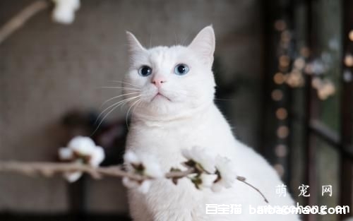 猫咪耳朵发炎该怎么办？