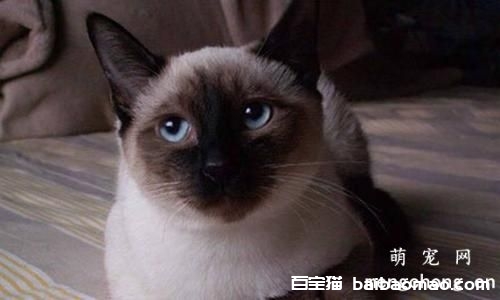 宠物猫咪肺毛细线虫病的防治方法