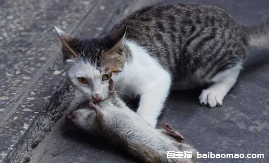 猫抓老鼠是本能行为吗