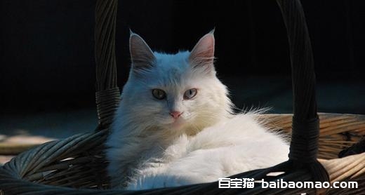 山东狮子猫掉毛怎么办 狮子猫掉毛处理方法