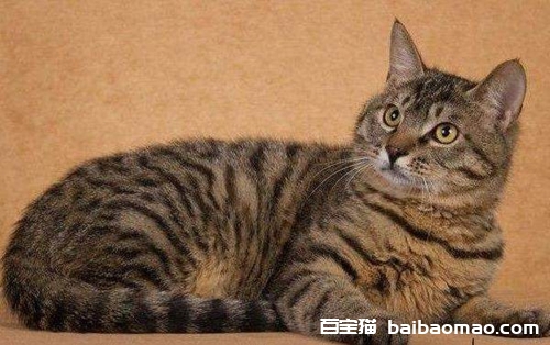 中国狸花猫怎么养 成年狸花猫饲养指南