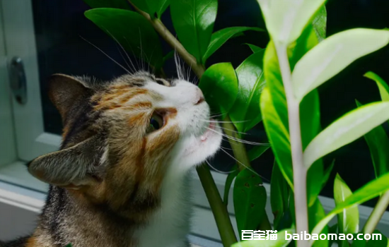 猫最怕什么植物和花草