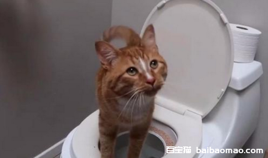 猫总去卫生间叫怎么回事