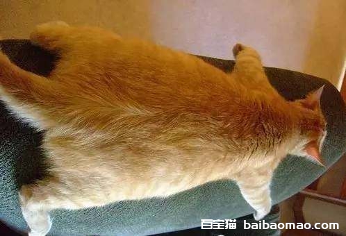 橘猫可以吃什么 橘猫喂养好能长到多大