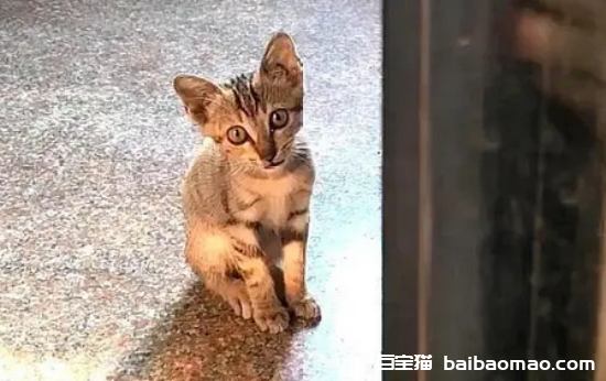 猫主动上门意味着什么