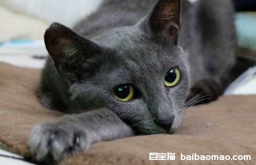 俄罗斯蓝猫好养吗 俄罗斯蓝猫性格特点