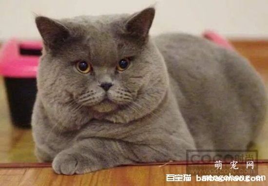 猫咪感冒的潜伏期通常是多久呢？