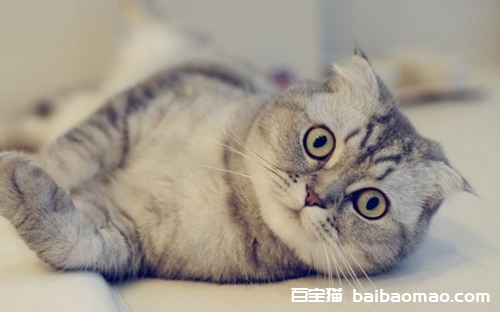 折耳猫怎么养 折耳猫好养吗