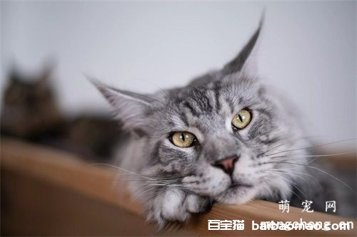 猫传腹多久开始有腹水?