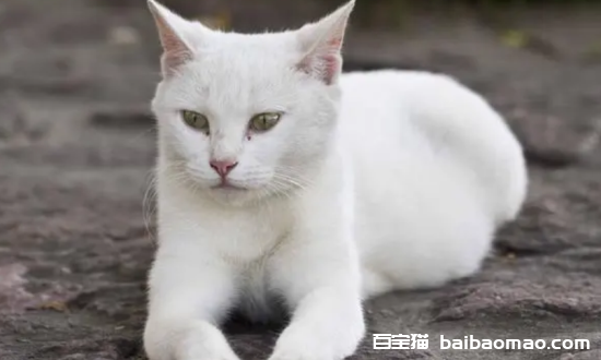 全身雪白的猫是什么品种