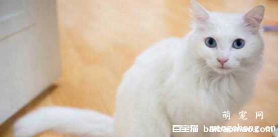 猫咪拉不出尿一直蹲着怎么办？猫咪拉不出尿的原因