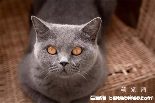 猫患了支气管炎怎么办？