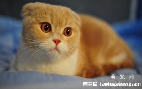 猫咪维生素A缺乏症的治疗方法