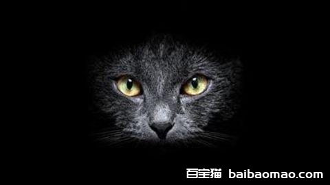 猫咪眼睛为什么会发光 猫咪眼睛发光原理