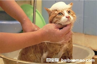 为什么猫咪怕水 猫咪怕水是什么原因