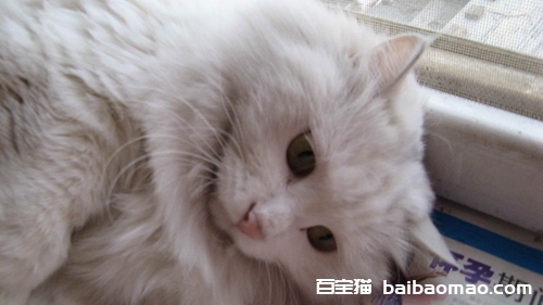 猫咪长青春痘是真的吗 猫咪青春痘长哪里