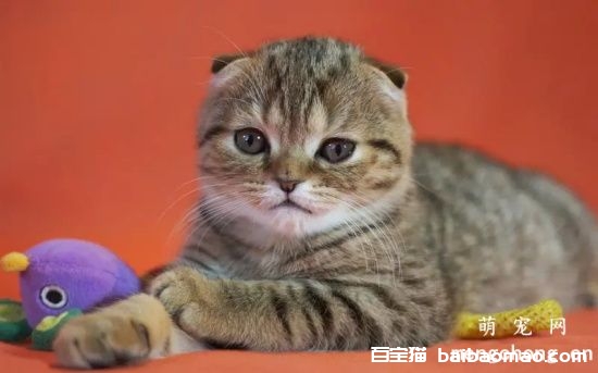 猫咪急性肾衰竭的原因、症状和治疗