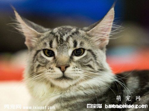 猫咪急性肾衰竭的原因、症状和治疗