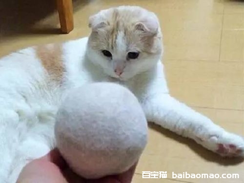 猫咪掉毛有什么原因 猫咪掉毛原因